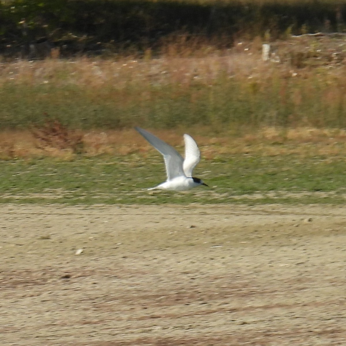 Arctic Tern - ML643389723