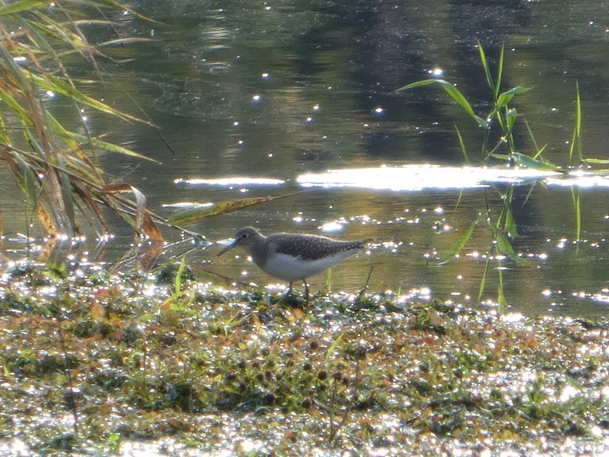 Улит-отшельник - ML643389740