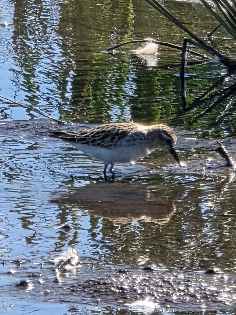 Baird's Sandpiper - ML643389743
