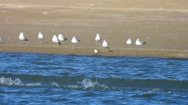 Arctic Tern - ML643389755