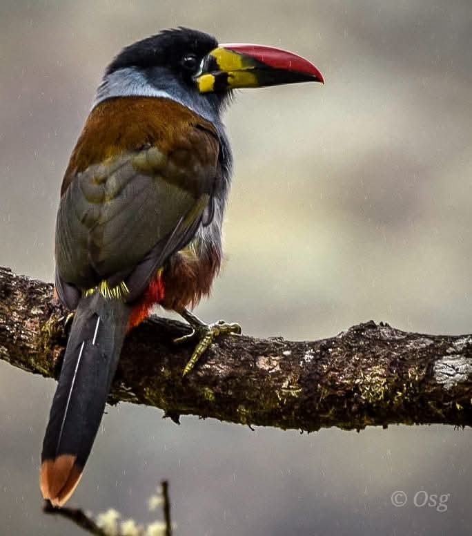 Gray-breasted Mountain-Toucan - ML643389763