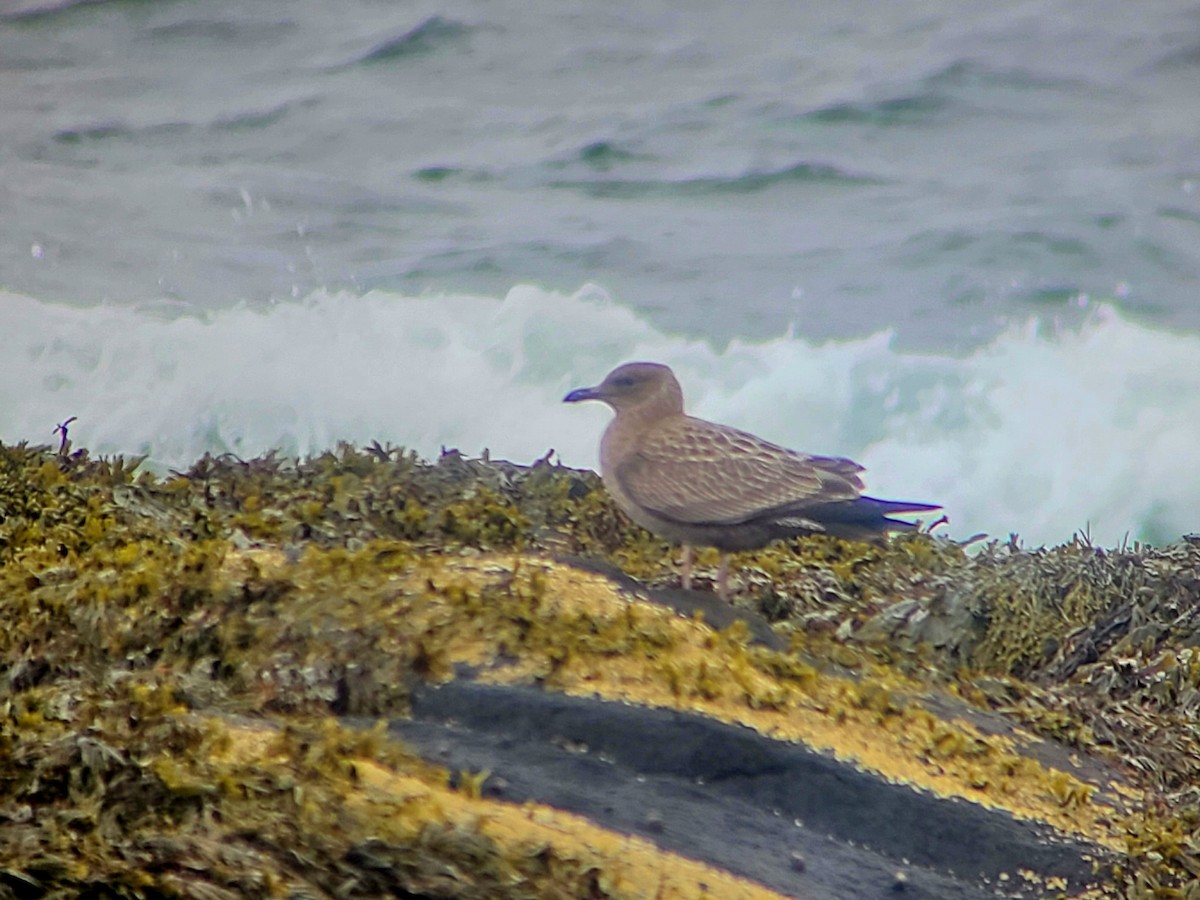 American Herring Gull - ML643389768