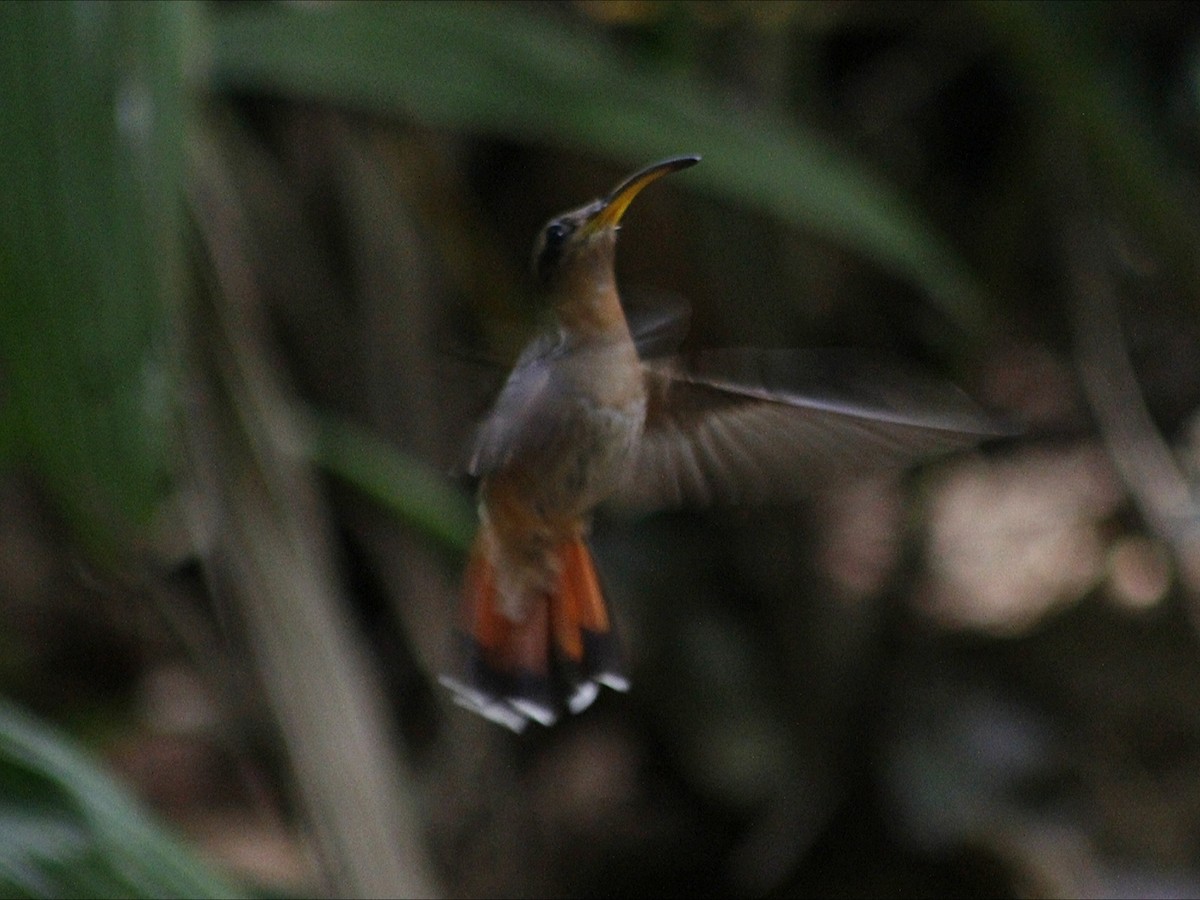 Rufous-breasted Hermit - ML643389769