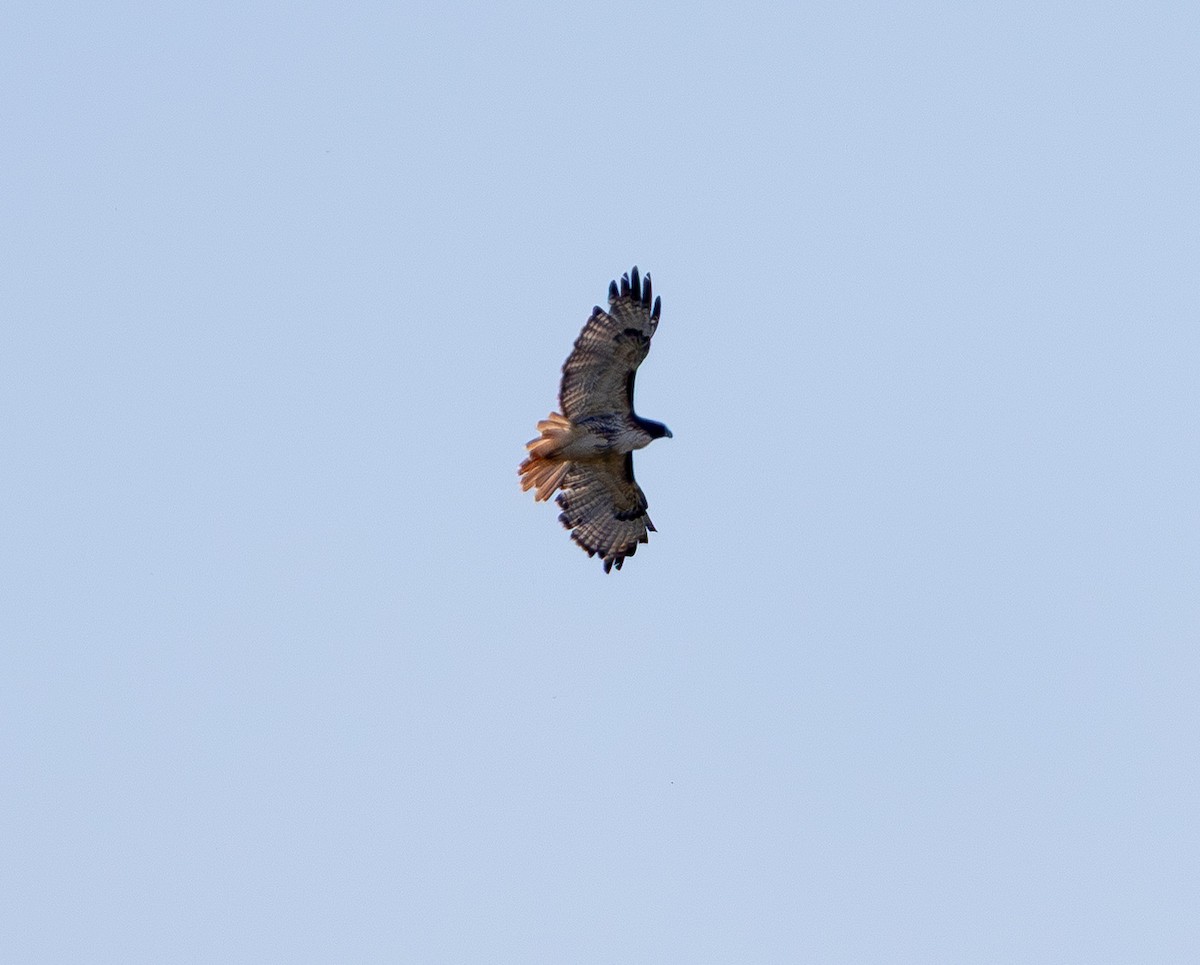 rødstjertvåk - ML643389783