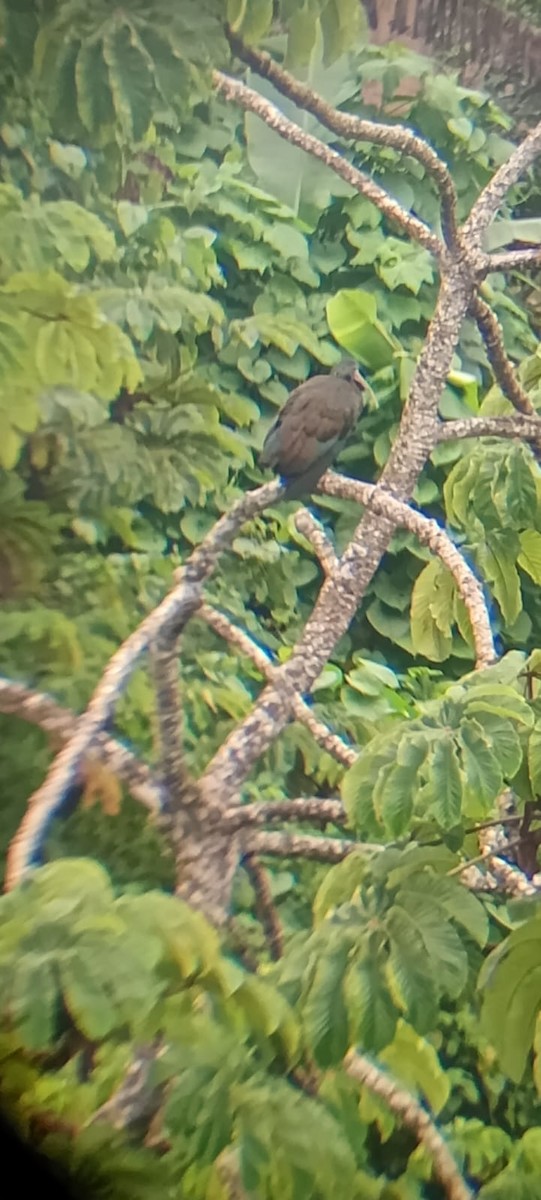 Green Ibis - ML643389786