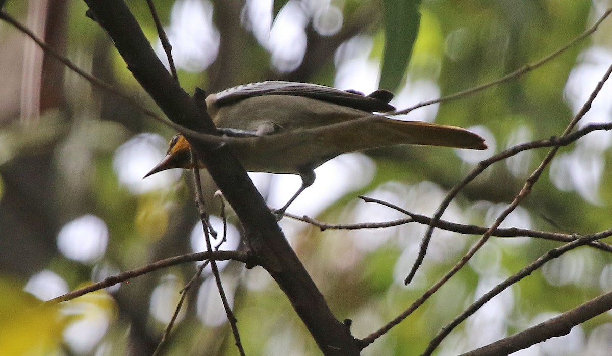Bullock's Oriole - ML643389795