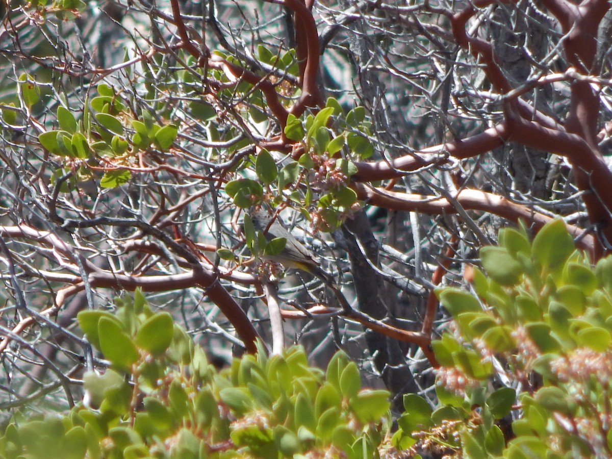 Virginia's Warbler - ML643389801