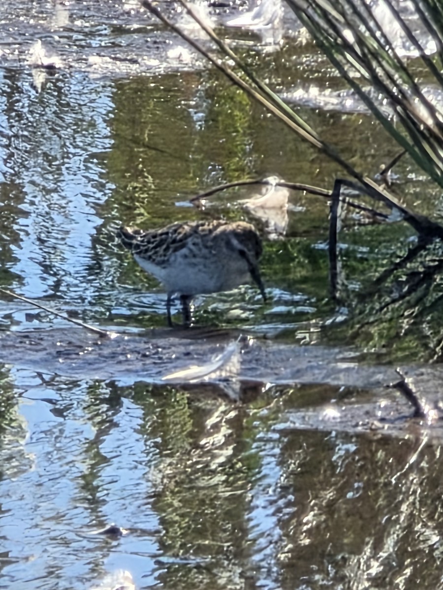Baird's Sandpiper - ML643389803