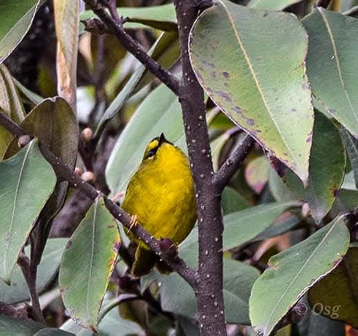 Black-crested Warbler - ML643389810