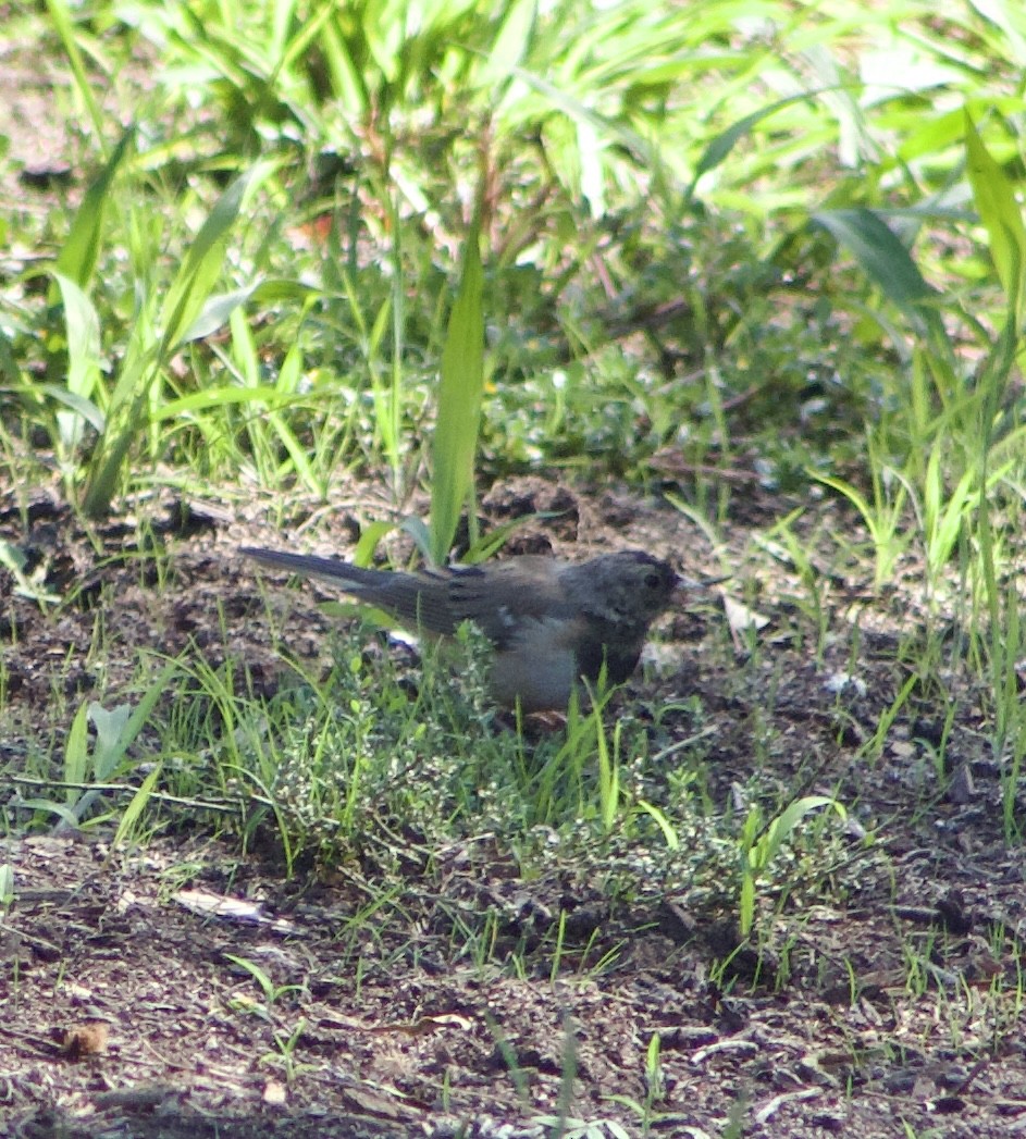 Dark-eyed Junco - ML643389813