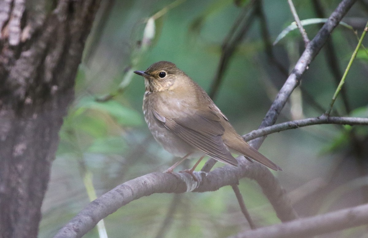 Swainson's Thrush - ML643389823