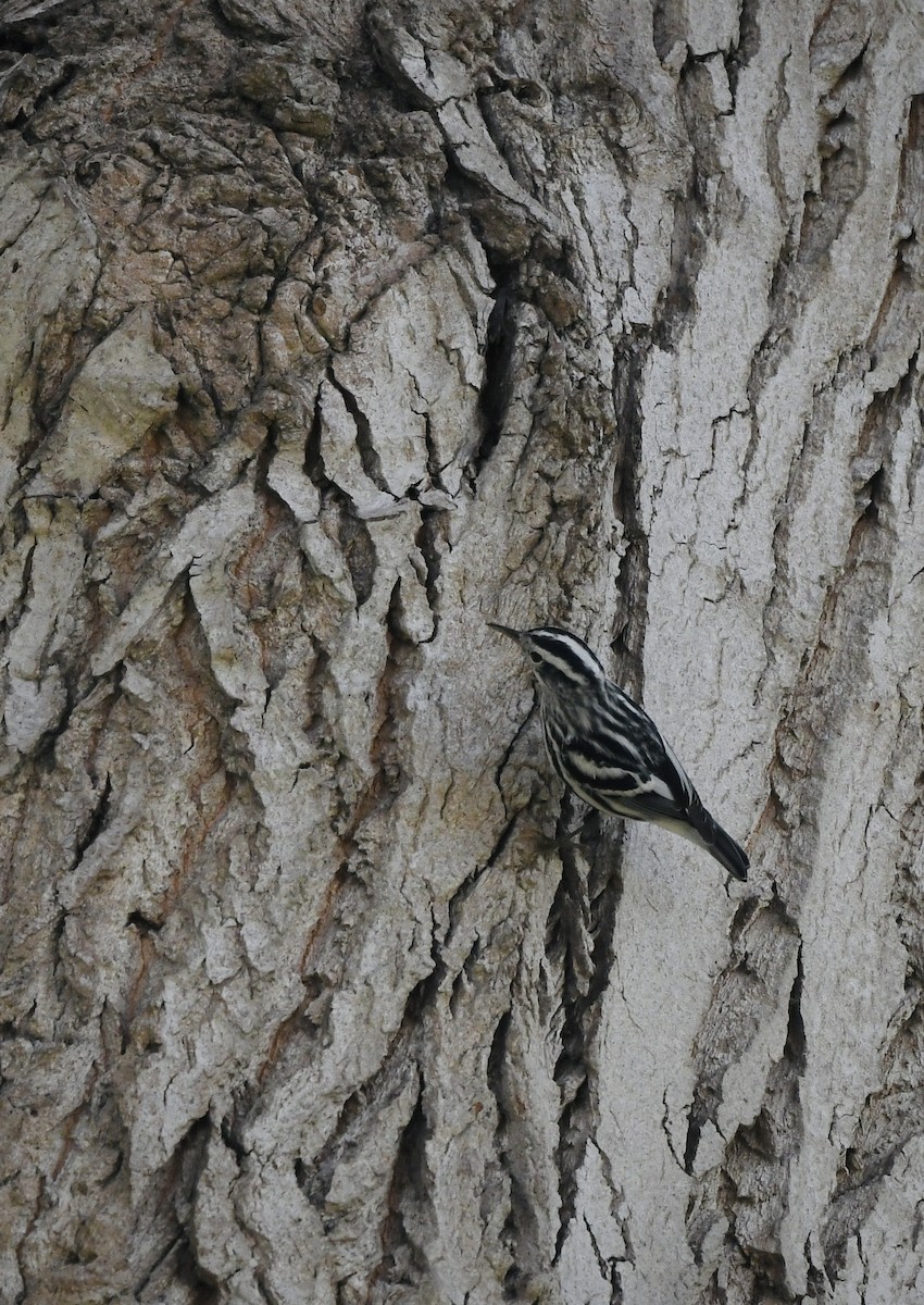 Black-and-white Warbler - ML643389839