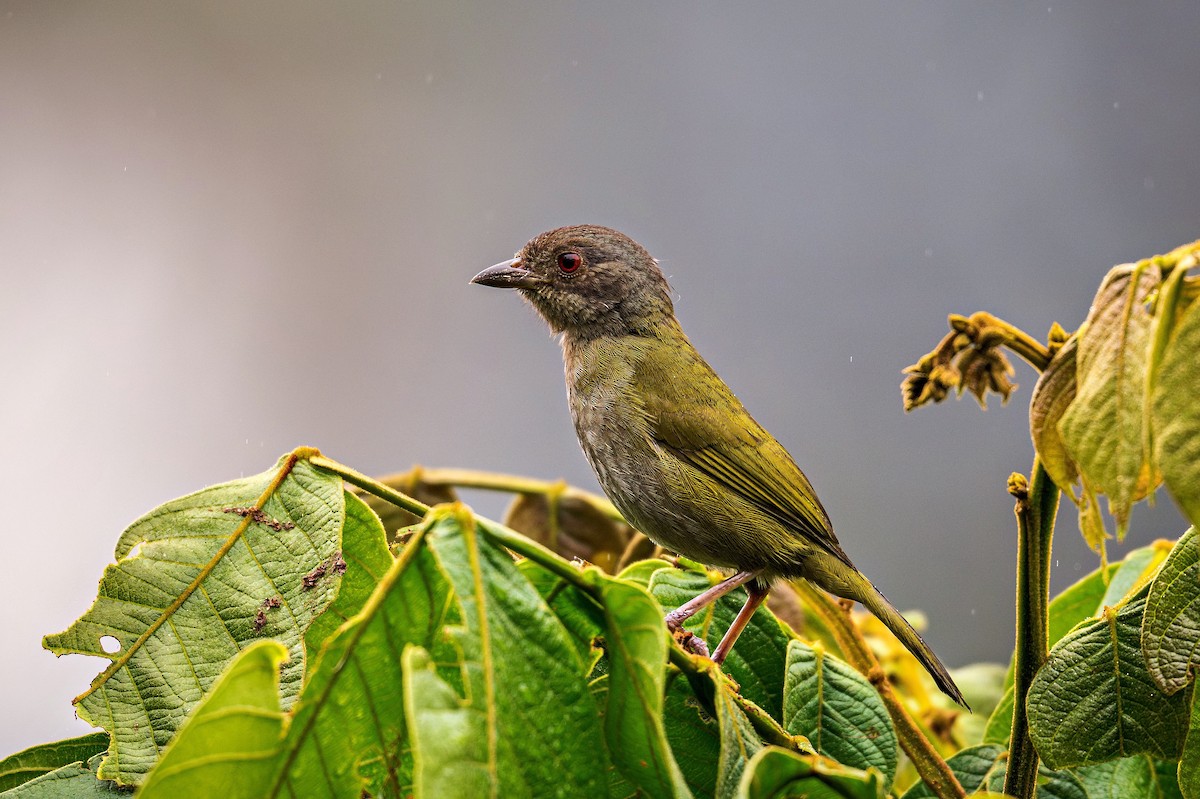 Dusky Chlorospingus - ML643389843