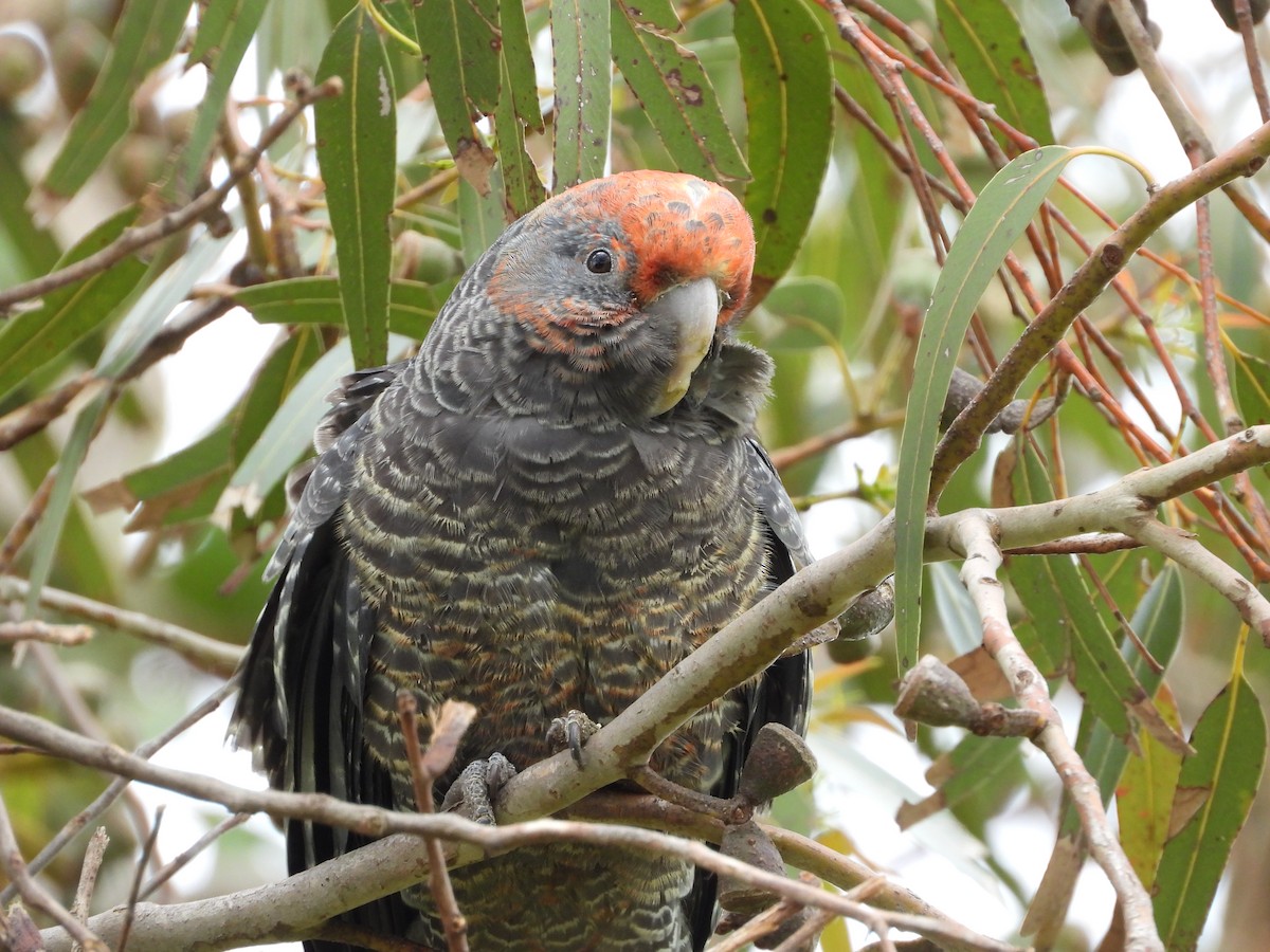 Gang-gang Cockatoo - ML643389883