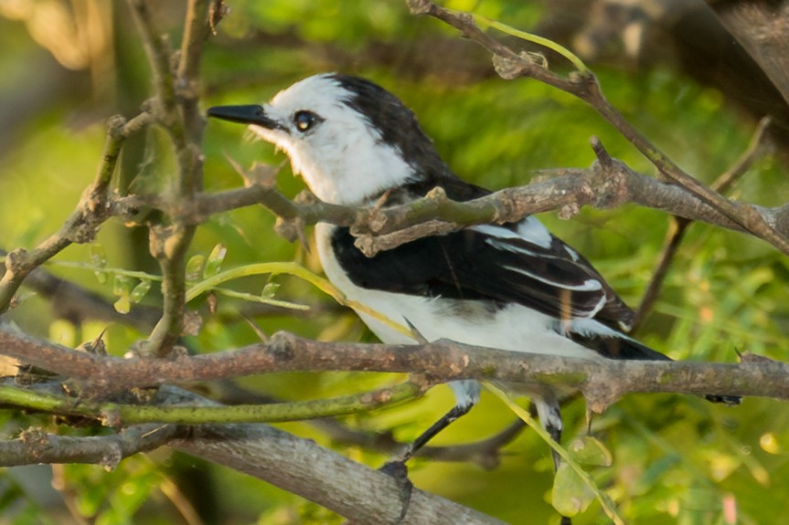 Pied Water-Tyrant - ML643389889