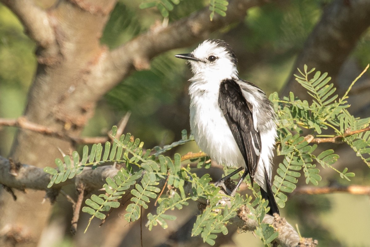 Pied Water-Tyrant - ML643389890