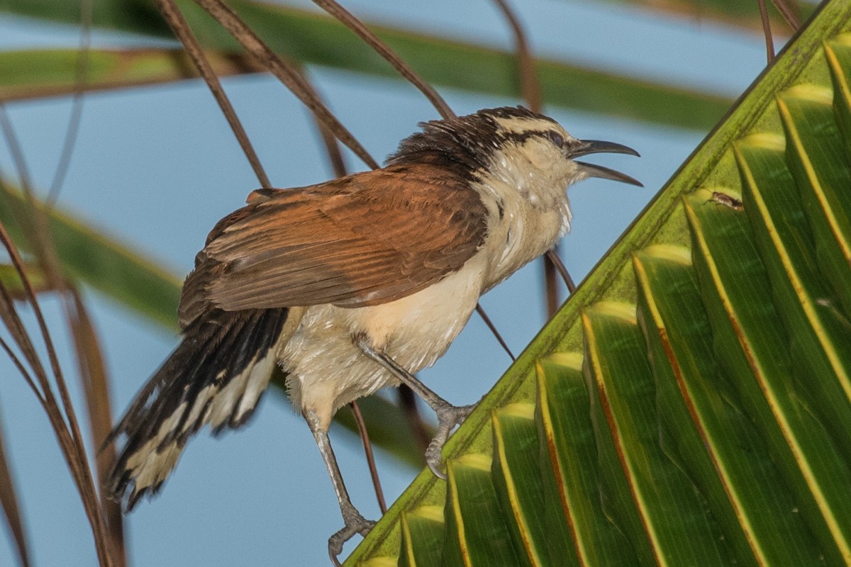 Bicolored Wren - ML643389897