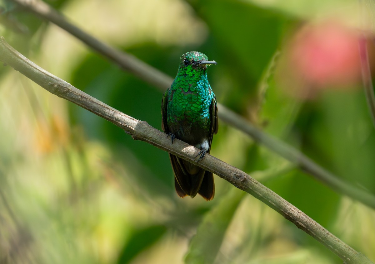 Green-bellied Hummingbird - ML643389900