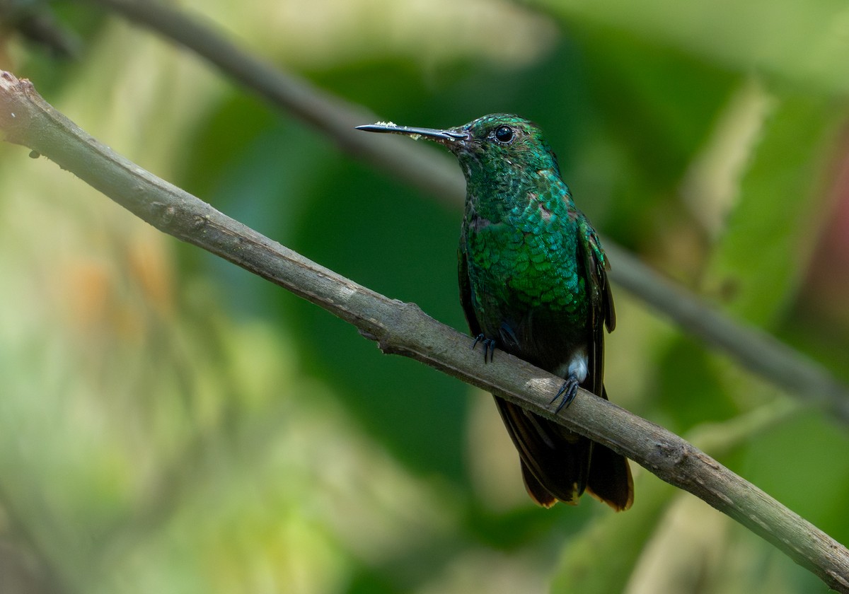 Green-bellied Hummingbird - ML643389901