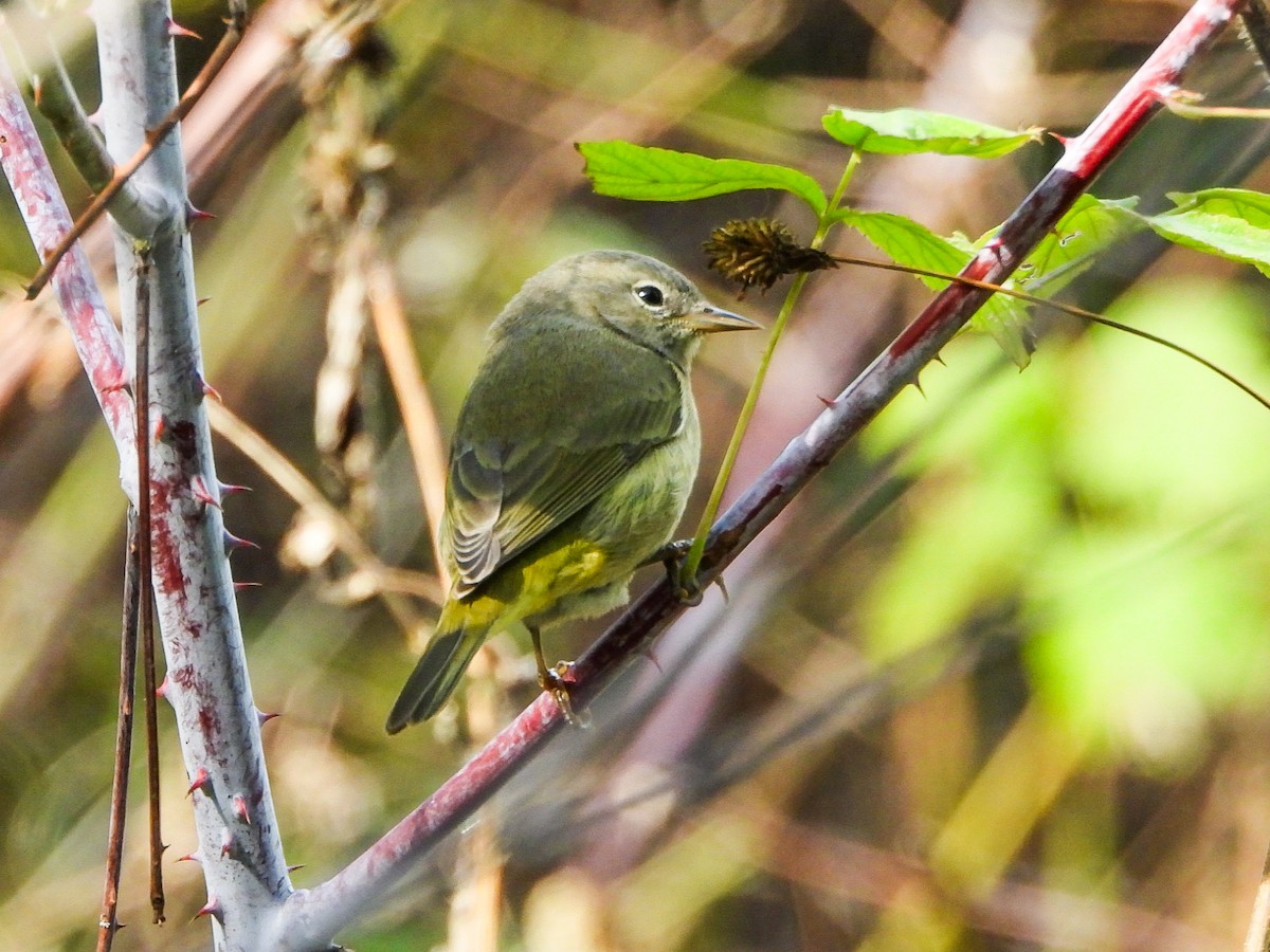 Orange-crowned Warbler - ML643389908