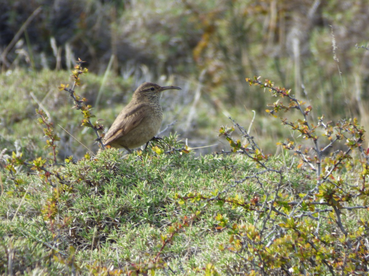 Scale-throated Earthcreeper - ML643389918