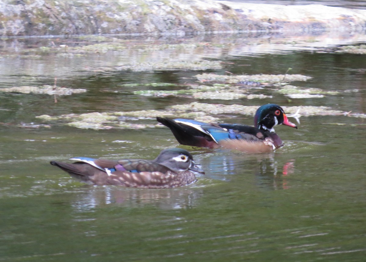 Wood Duck - ML643389939