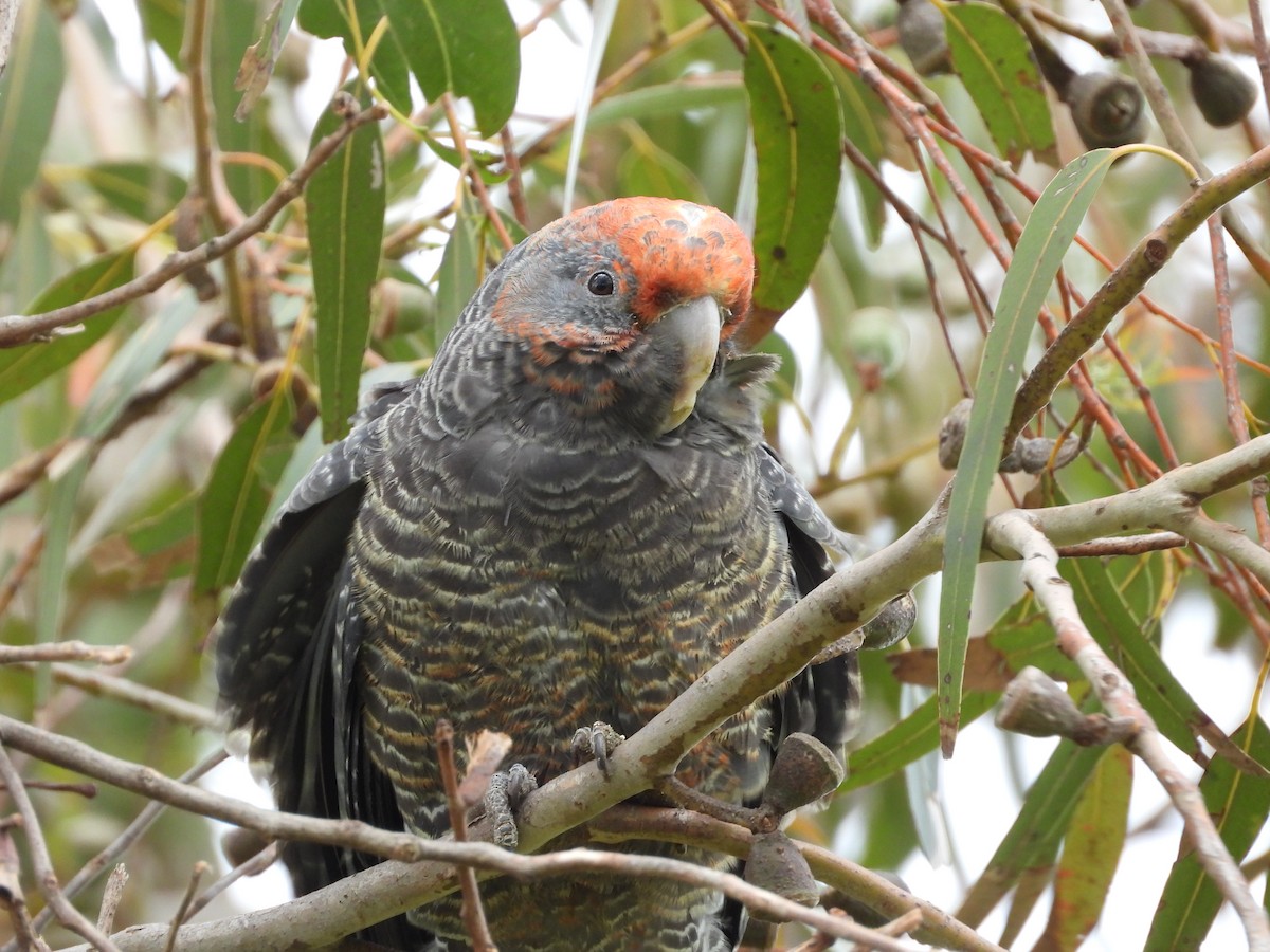 Gang-gang Cockatoo - ML643389942