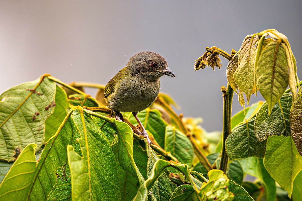 Dusky Chlorospingus - ML643389956
