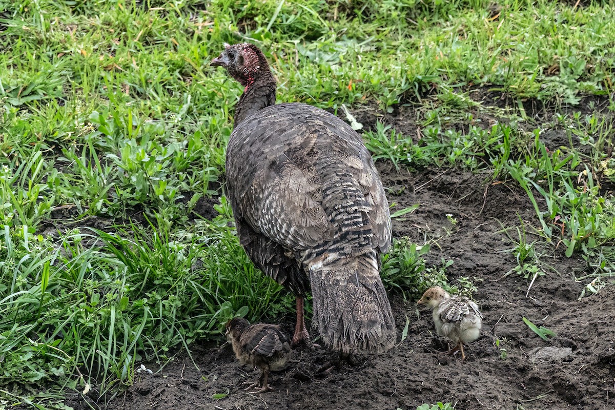 Wild Turkey - ML643389972