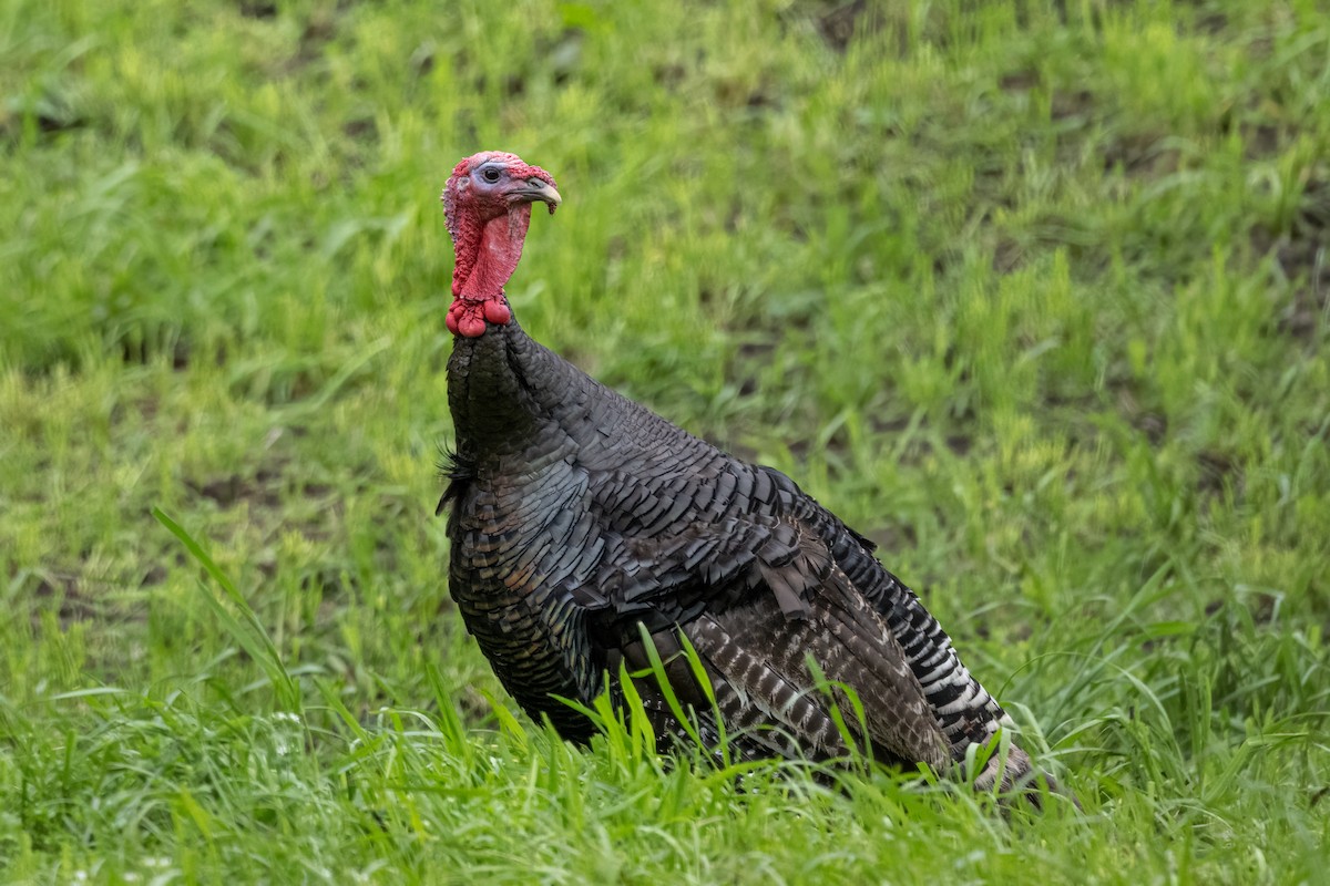 Wild Turkey - ML643389973