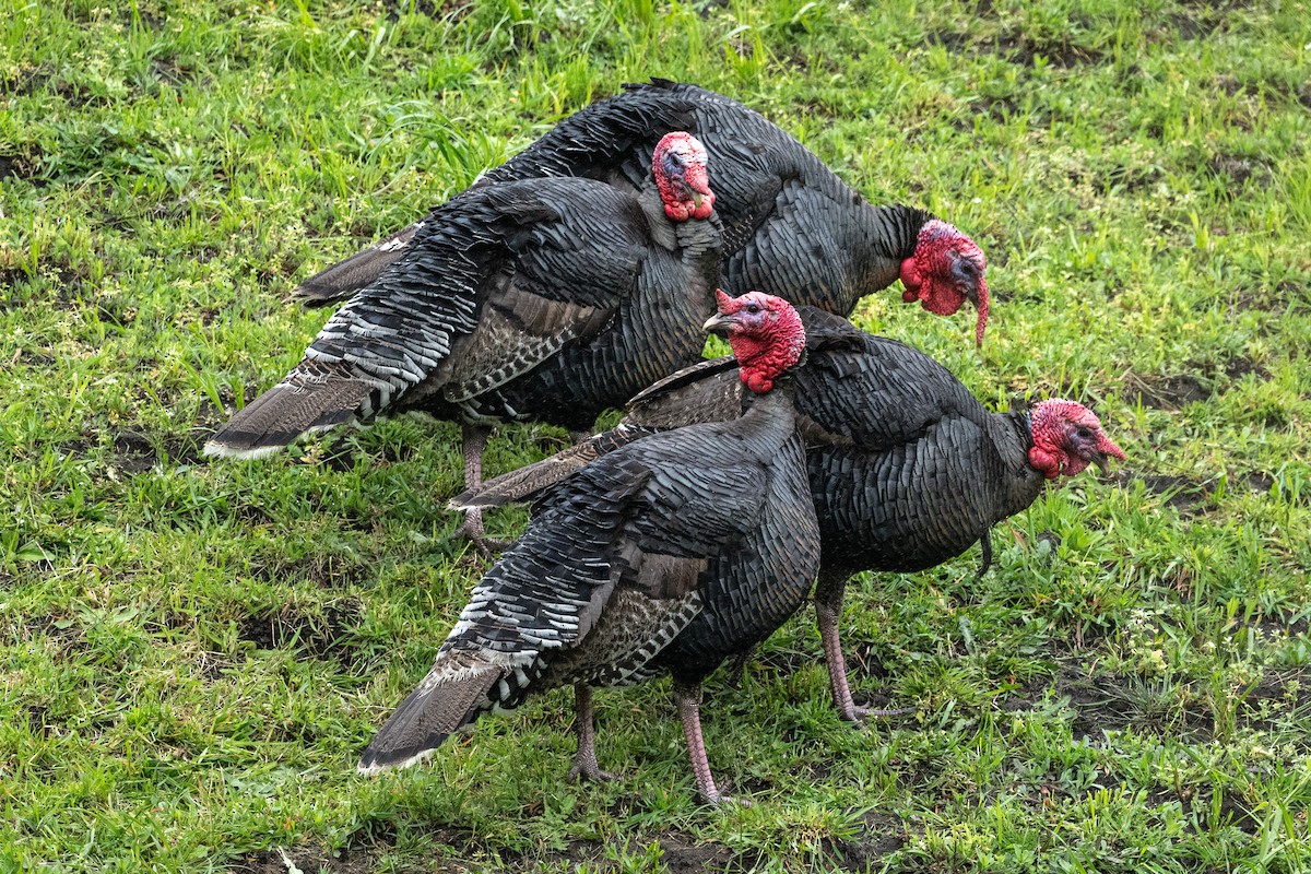 Wild Turkey - ML643389974