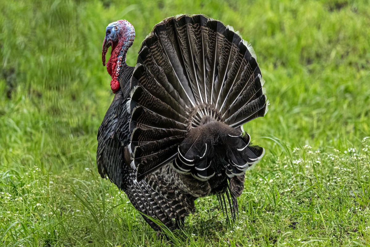 Wild Turkey - ML643389975