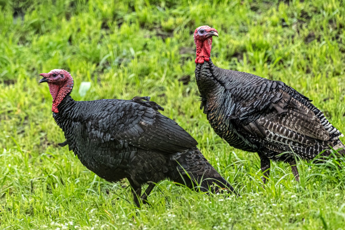 Wild Turkey - ML643389978