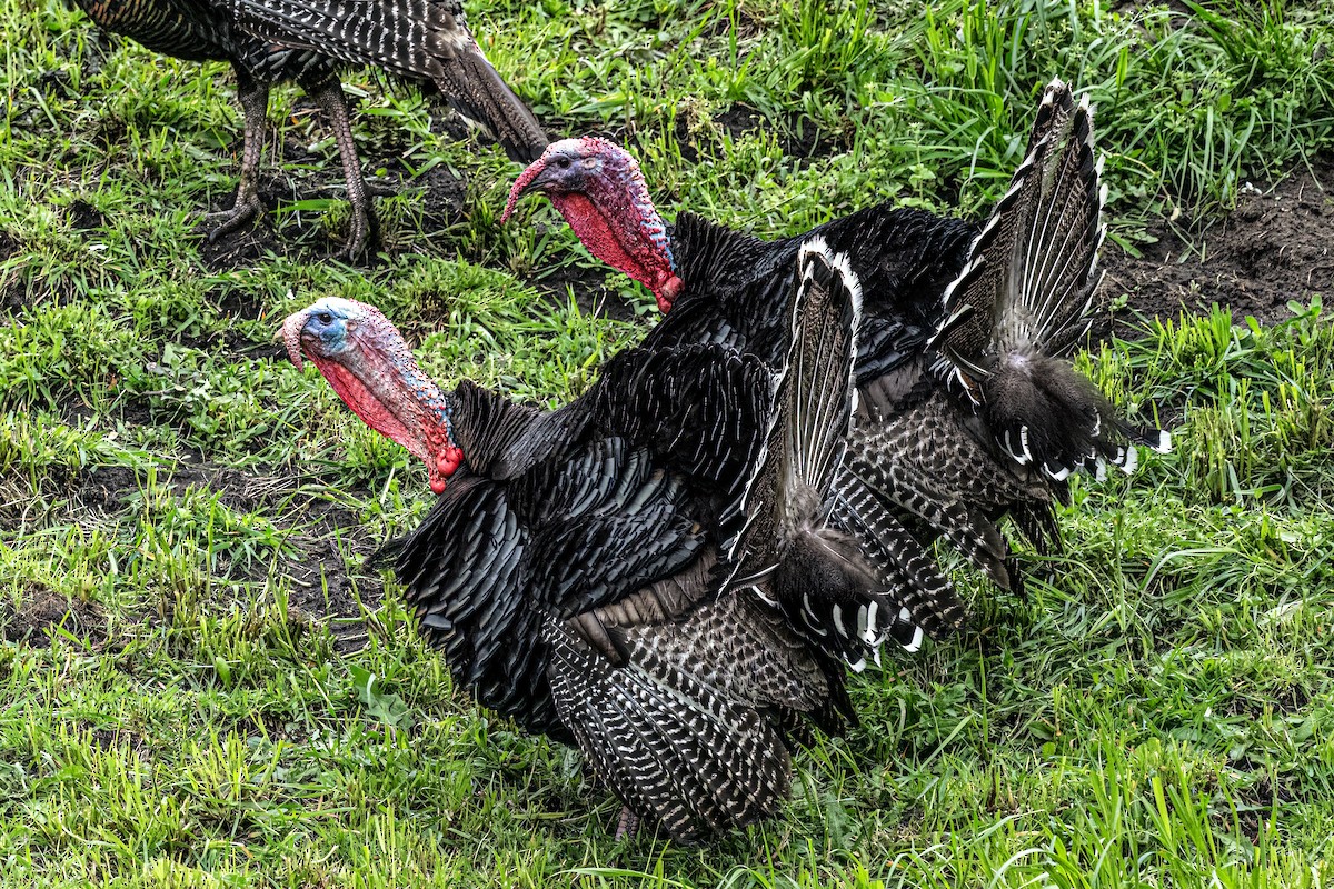 Wild Turkey - ML643389979