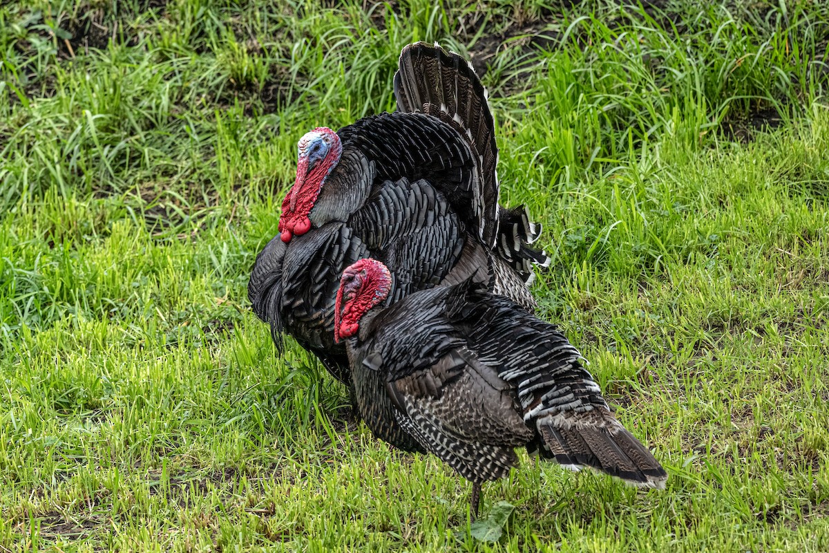 Wild Turkey - ML643389980
