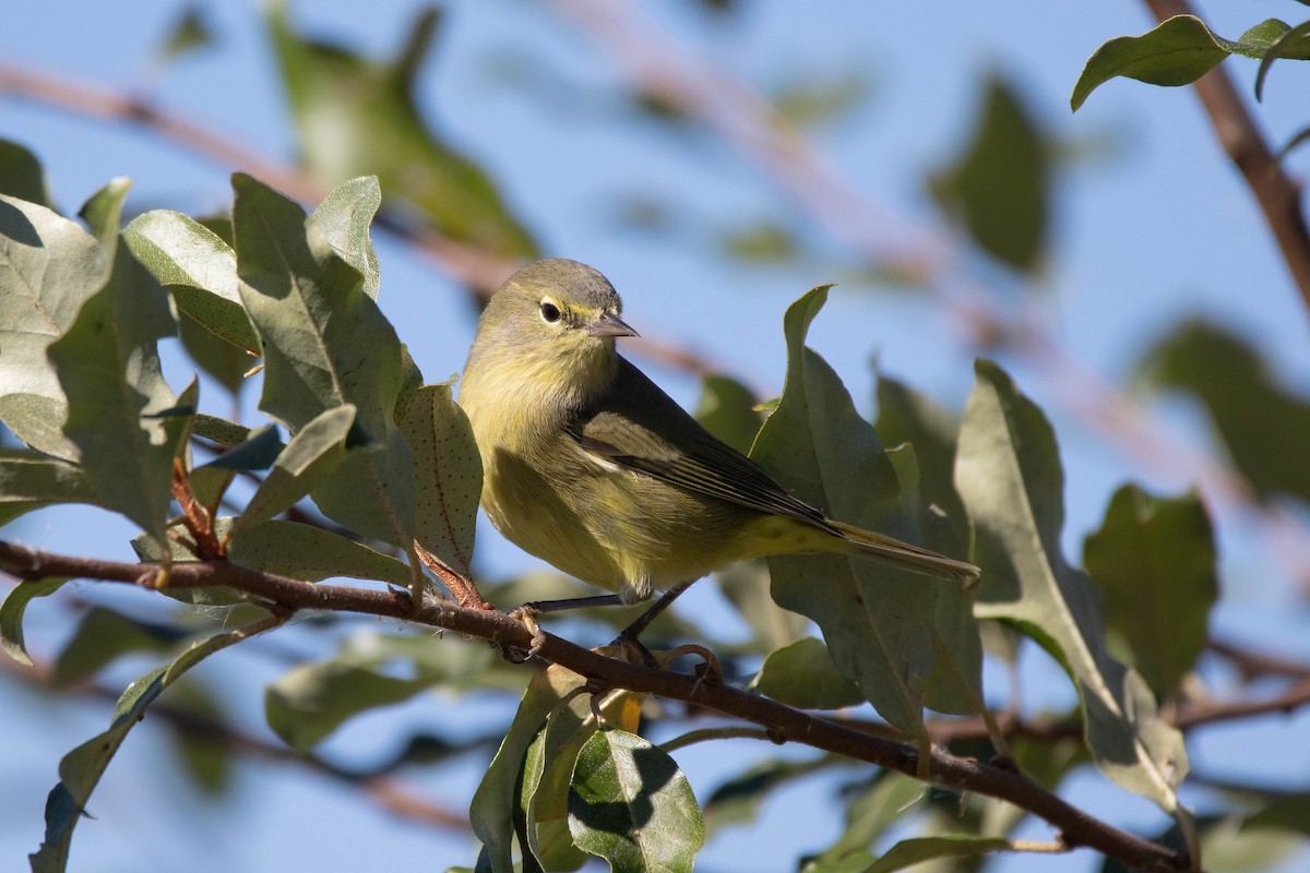 Orange-crowned Warbler - ML643389989
