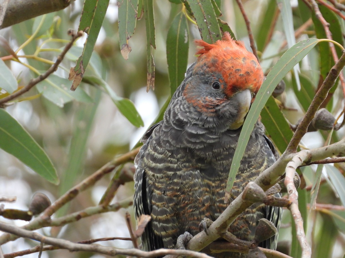 Gang-gang Cockatoo - ML643389995