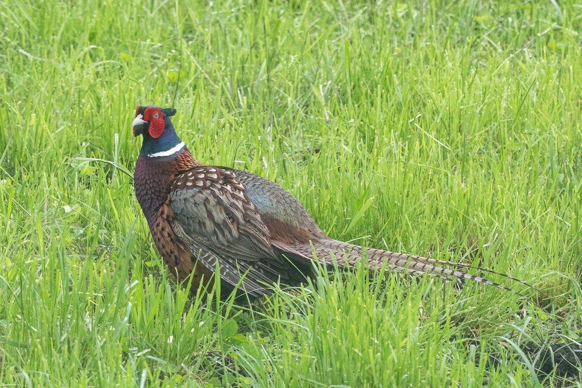 Ring-necked Pheasant - ML643390020