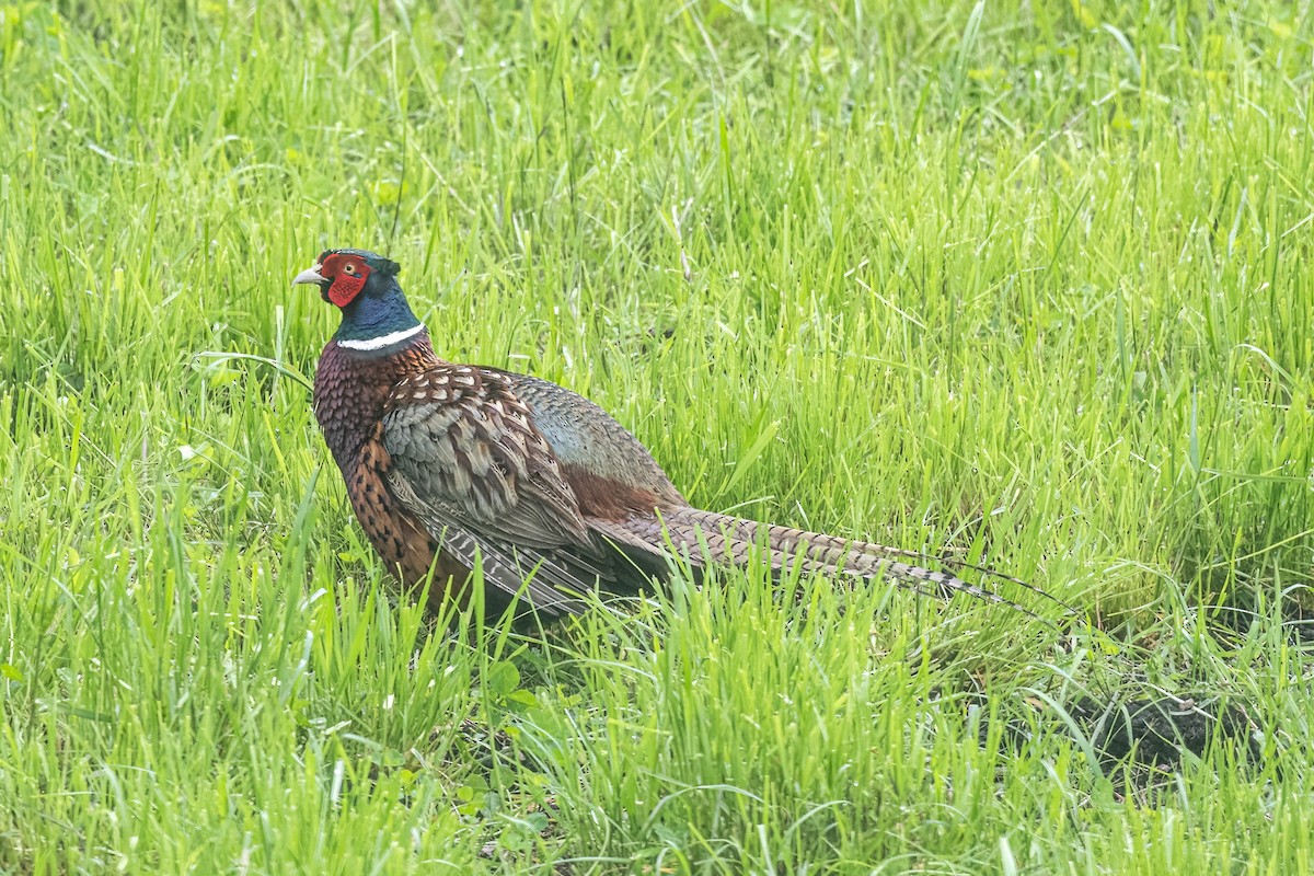 Ring-necked Pheasant - ML643390021