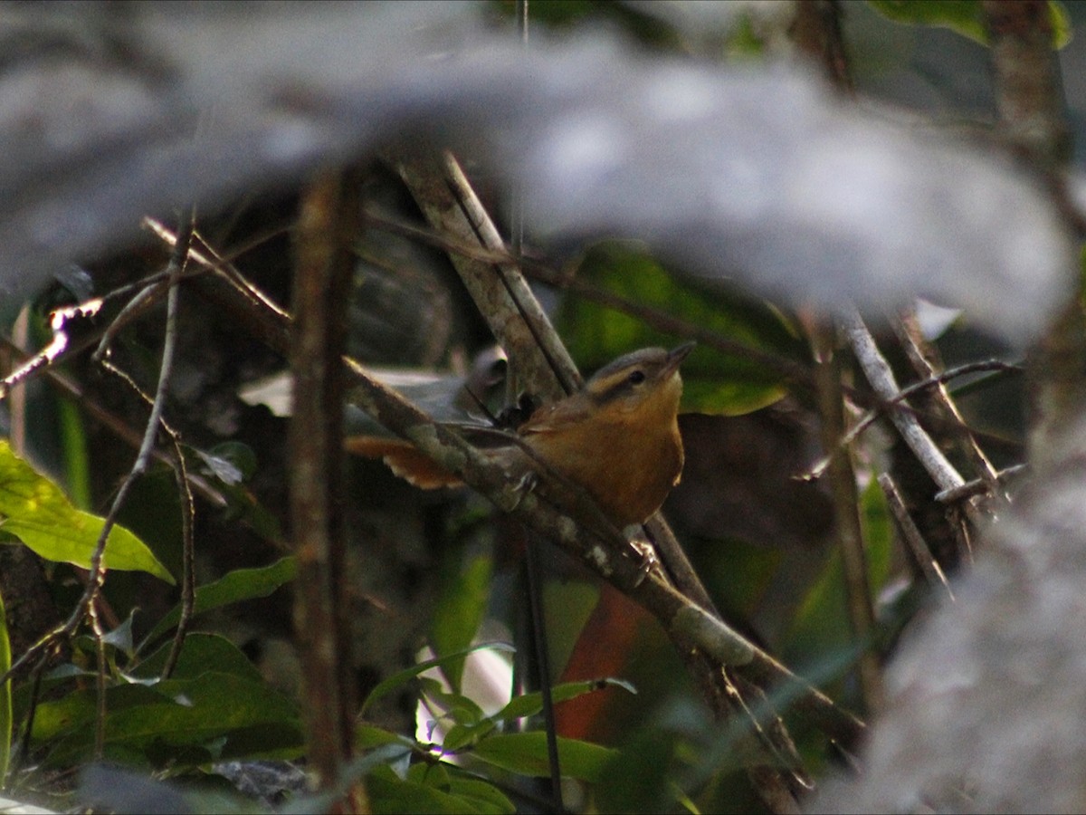 Ochre-breasted Foliage-gleaner - ML643390026