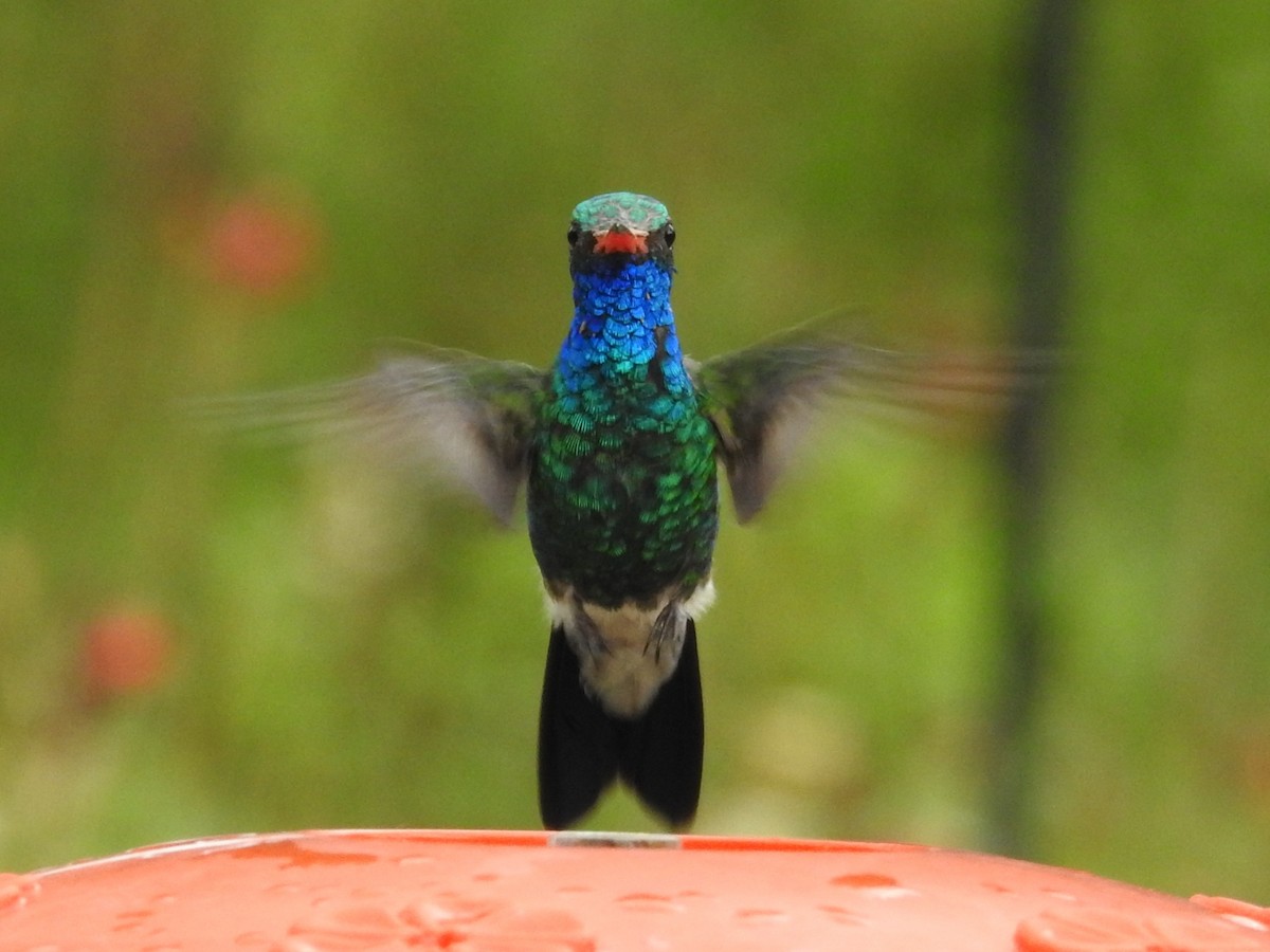 Broad-billed Hummingbird - ML643390034