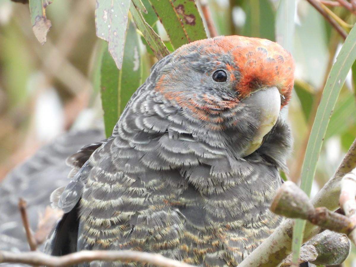 Gang-gang Cockatoo - ML643390055