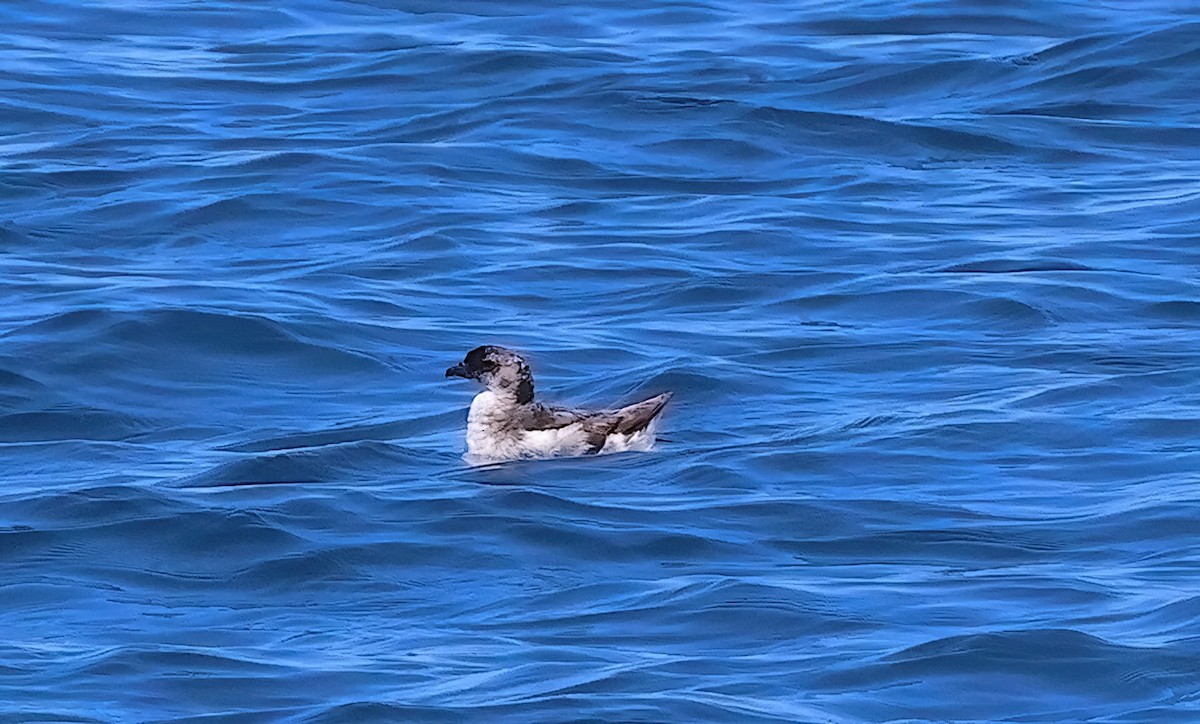 Puffinure plongeur - ML643390061