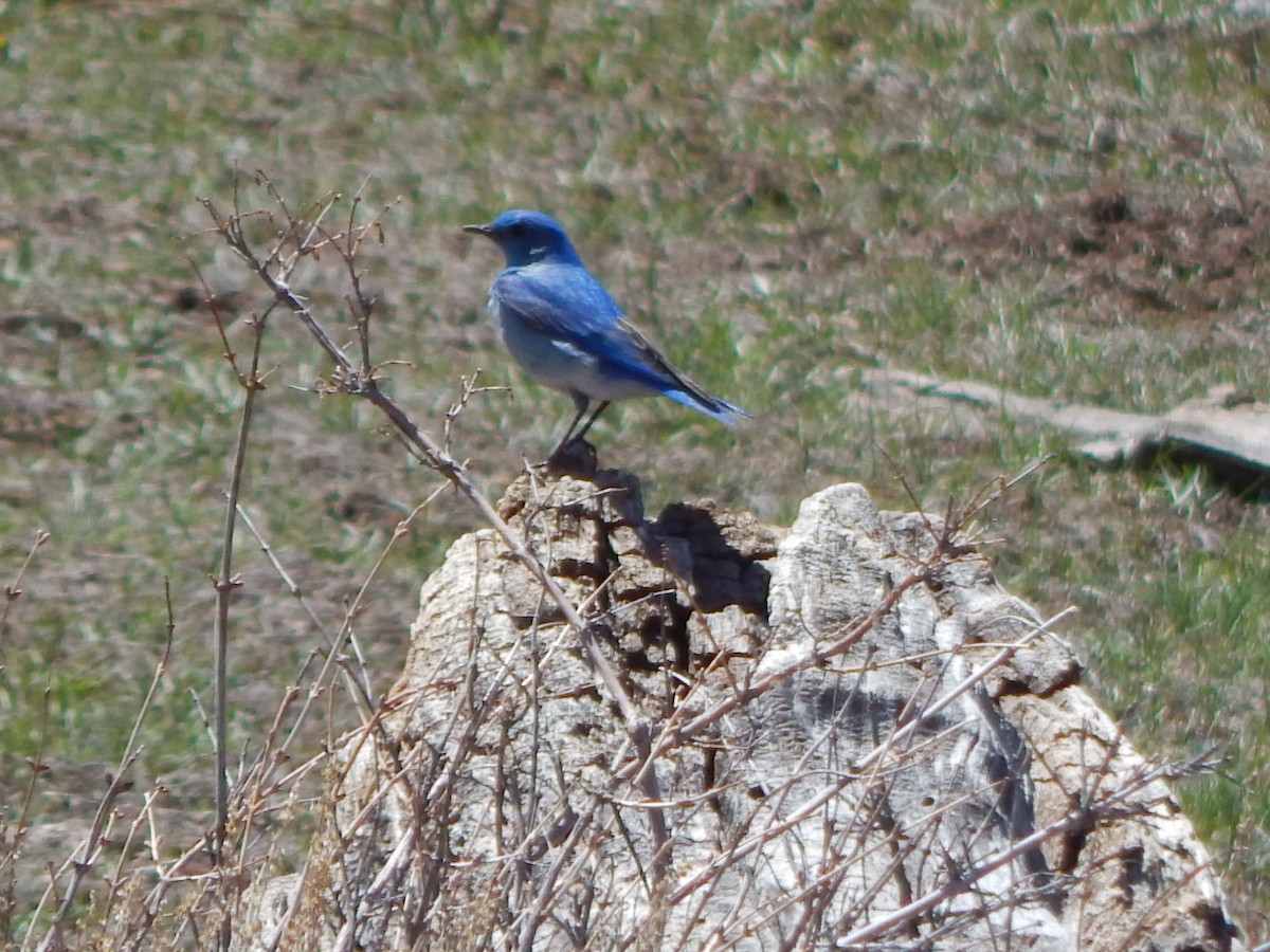 Mountain Bluebird - ML643390090