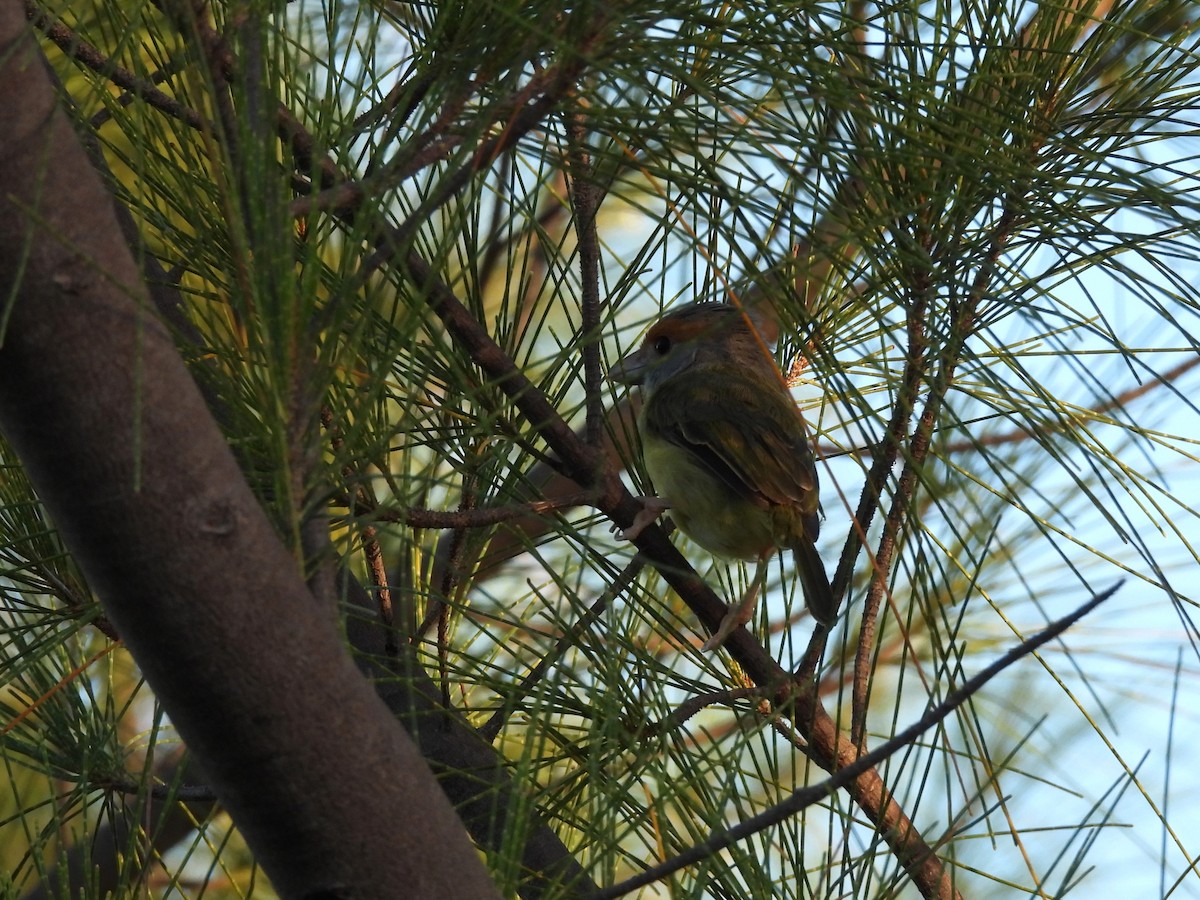 アカマユカラシモズ - ML643390104
