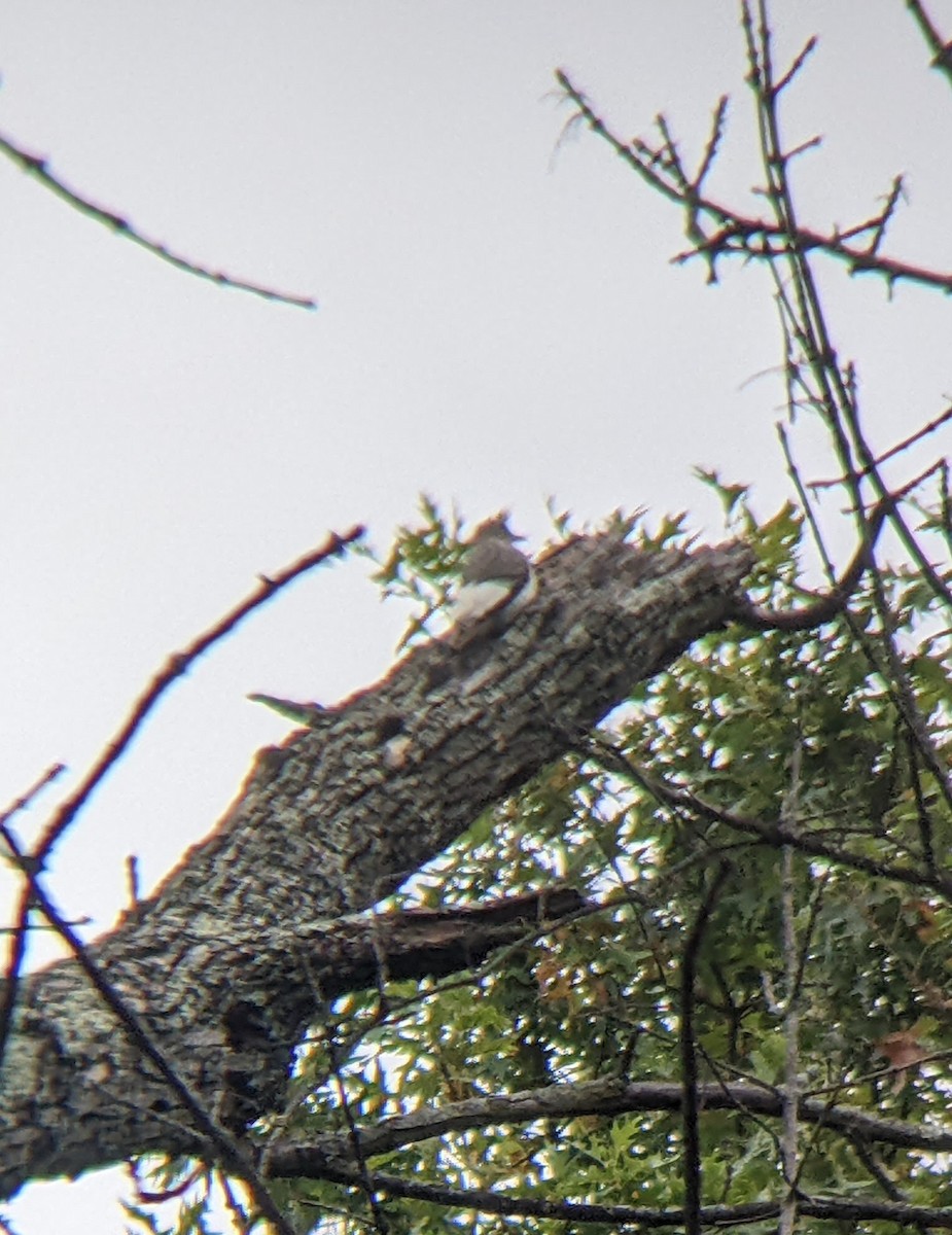 Red-headed Woodpecker - ML643390123