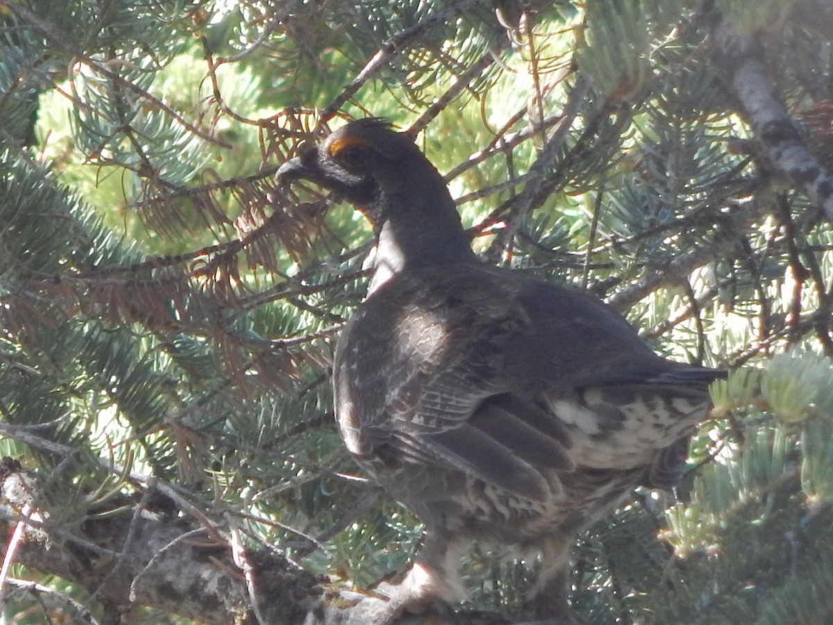 Dusky Grouse - ML643390141