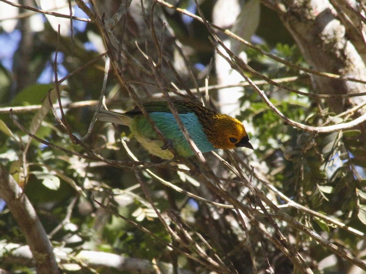 gullsnittanagar - ML643390146