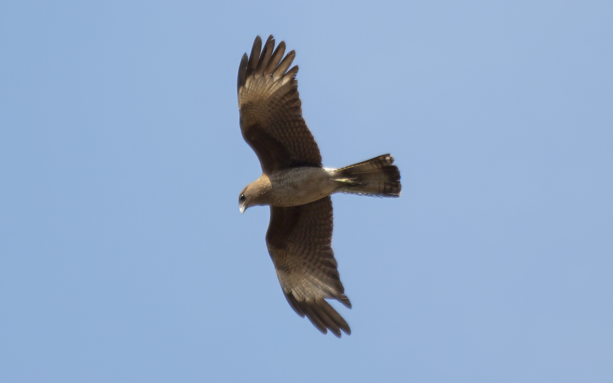 Chimango Caracara - ML643390178