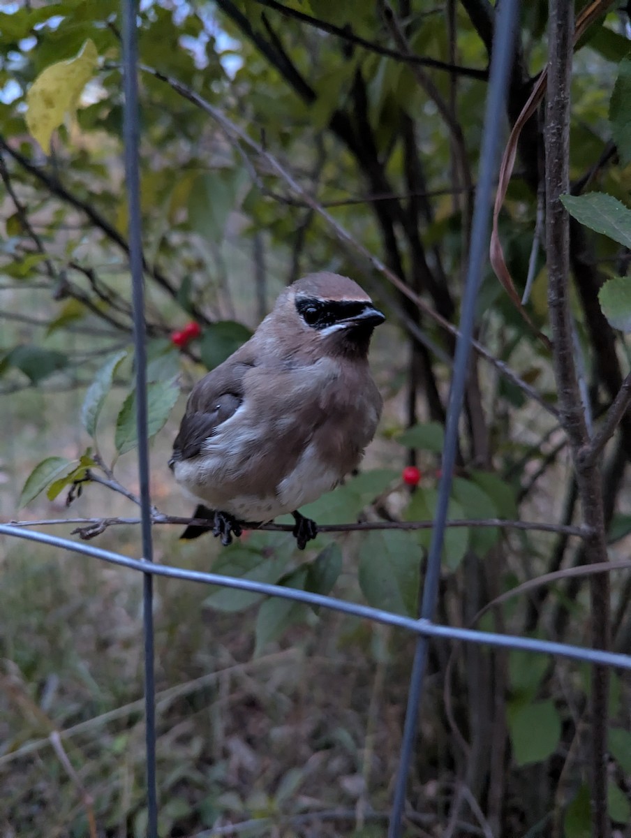 Cedar Waxwing - ML643390202